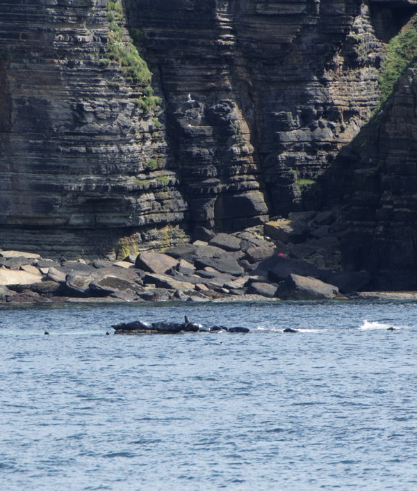 0624-113-sur les falaises