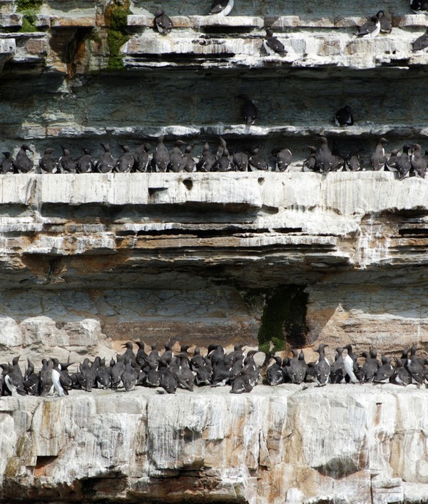 0624-130-Sur les falaises