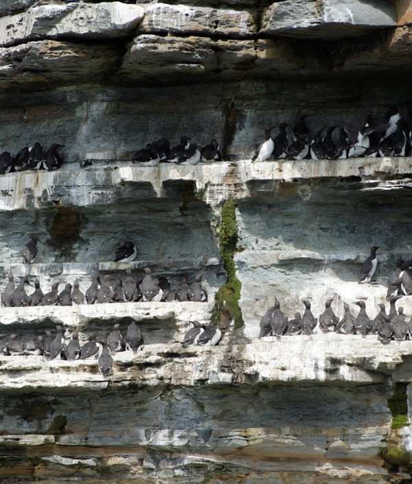 0624-132-Sur les falaises