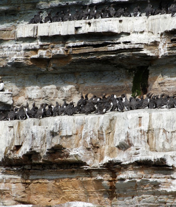 0624-133-Sur les falaises